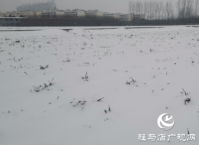 專家提醒：強(qiáng)降雪對(duì)小麥生長(zhǎng)有利 但謹(jǐn)防凍害發(fā)生