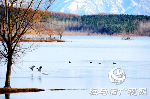 詩朗誦《銅山湖雪岸、玉樹、水鳥........絕美的一幅畫》