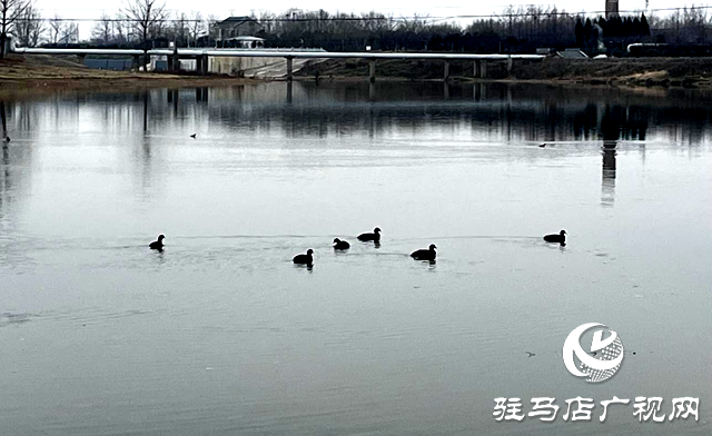 駐馬店練江河水務(wù)中心：清理河道垃圾 保護水清岸綠