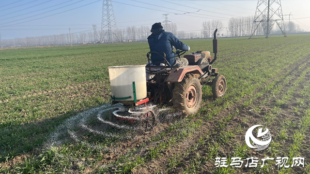 雨雪寒潮來(lái)臨 專(zhuān)家提醒：麥田趁雪追肥 促弱轉(zhuǎn)壯奪豐收