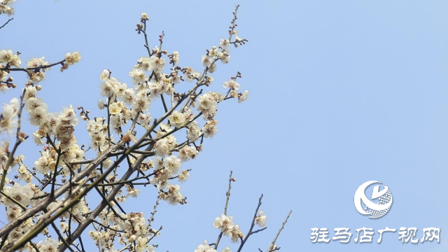 遂平：嵖岈山600畝梅園花開迎春來(lái)