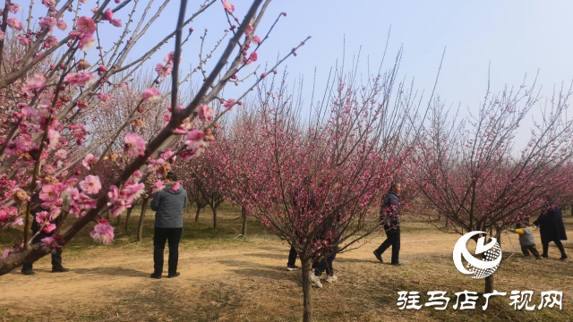 遂平：嵖岈山600畝梅園花開迎春來(lái)