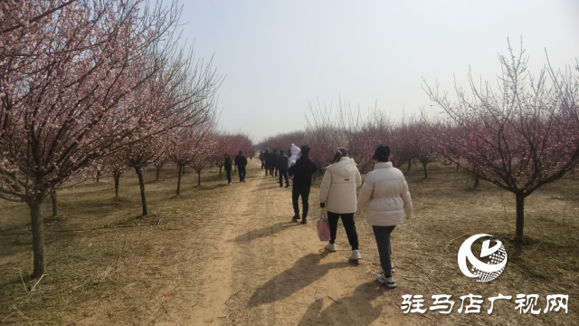 遂平：嵖岈山600畝梅園花開迎春來(lái)