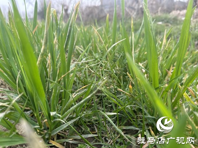 科學(xué)制定預(yù)防措施  做好當(dāng)前麥田管理工作