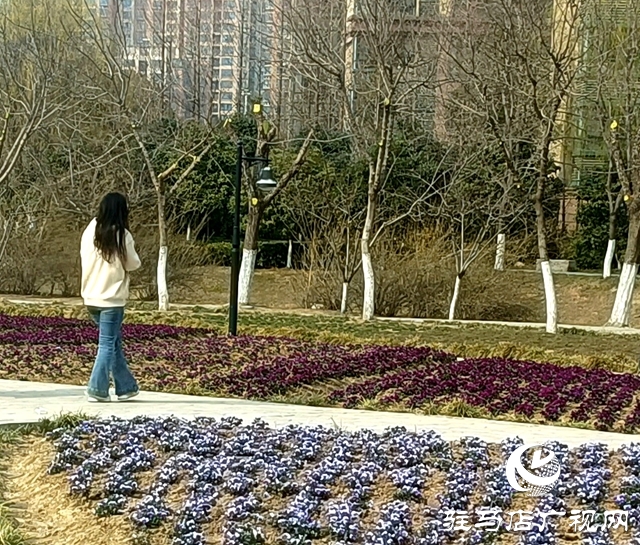 蝴蝶花開(kāi)繪春色