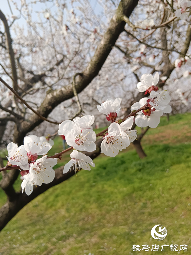 梨花飄香 春色正濃