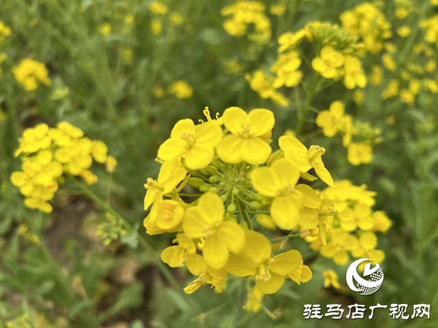 油菜花開(kāi)春意濃