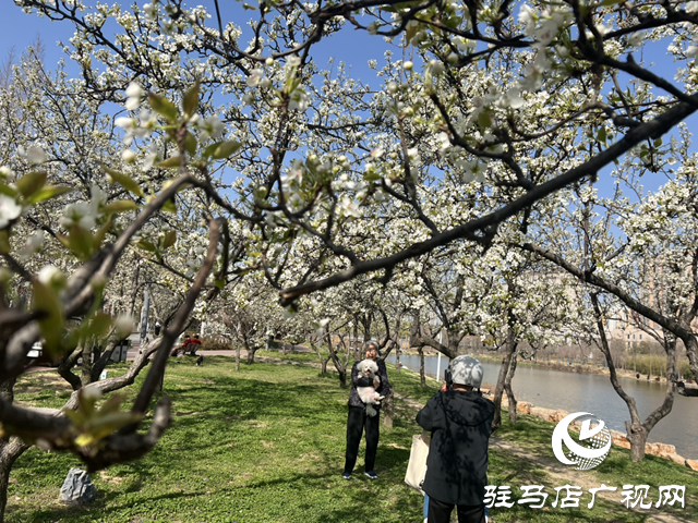 三月春光好 梨花燦爛時