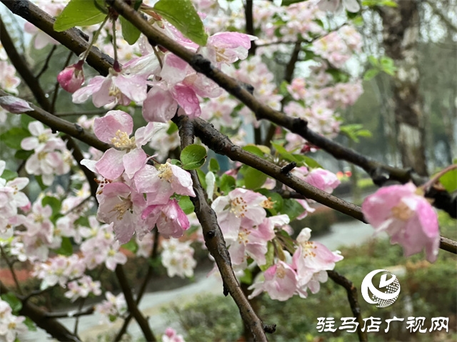 駐馬店：春雨潤澤而至 海棠花如約盛開