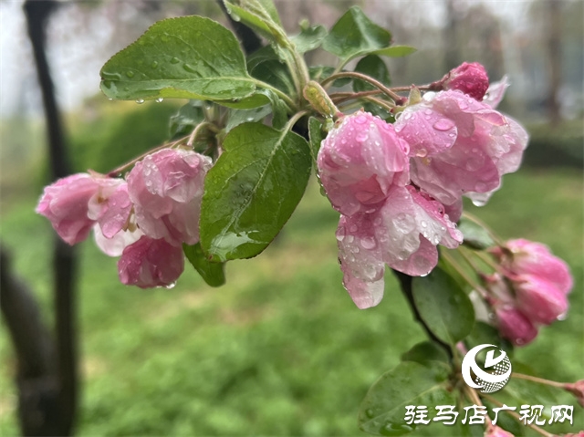 駐馬店：春雨潤澤而至 海棠花如約盛開