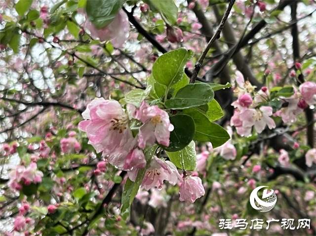 駐馬店：春雨潤澤而至 海棠花如約盛開