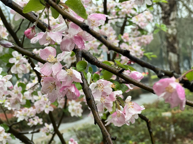 駐馬店：春雨潤澤而至 海棠花如約盛開