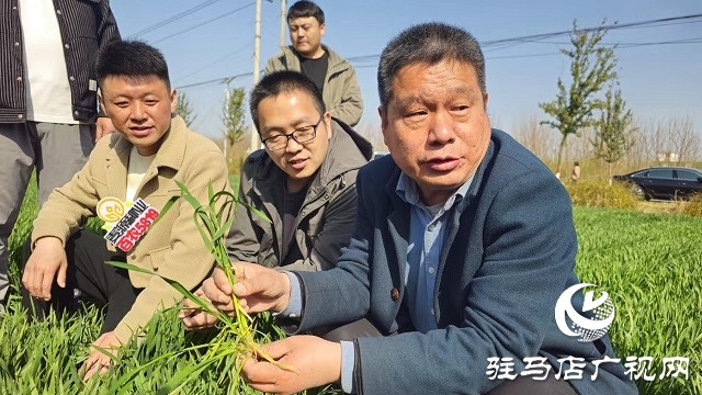 平輿縣首屆優(yōu)質(zhì)小麥產(chǎn)業(yè)發(fā)展研討會召開