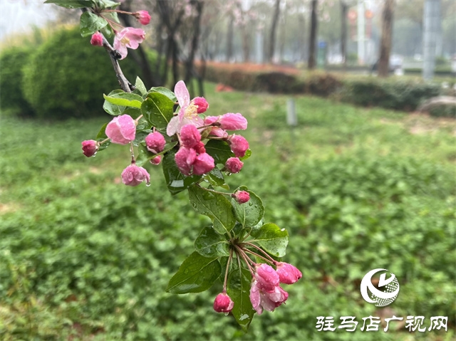 駐馬店：春雨潤澤而至 海棠花如約盛開