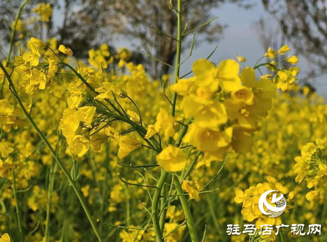 駐馬店：春雨催春意 油菜花盛開