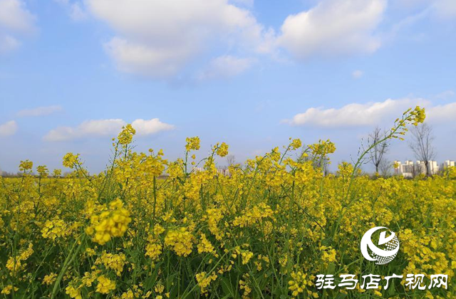 駐馬店：春雨催春意 油菜花盛開