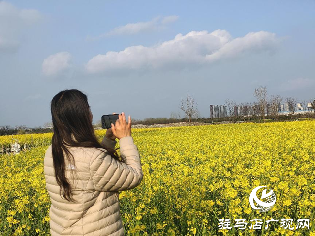 駐馬店：春雨催春意 油菜花盛開