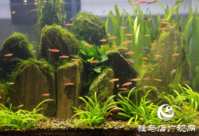 天氣轉(zhuǎn)暖 各種觀賞魚(yú)受青睞