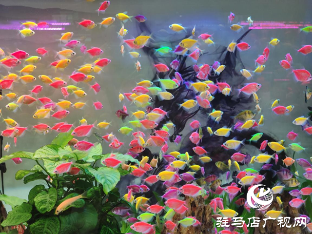 天氣轉(zhuǎn)暖 各種觀賞魚(yú)受青睞