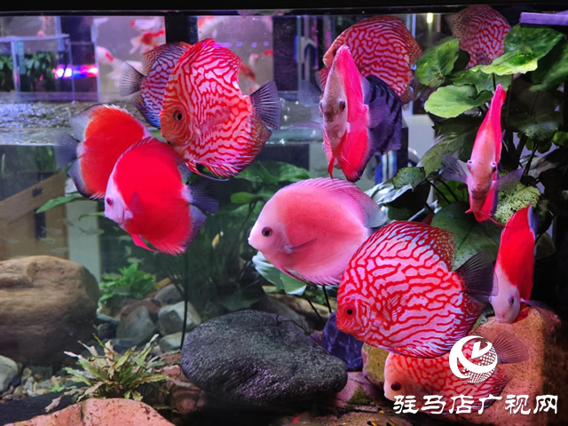 天氣轉(zhuǎn)暖 各種觀賞魚(yú)受青睞