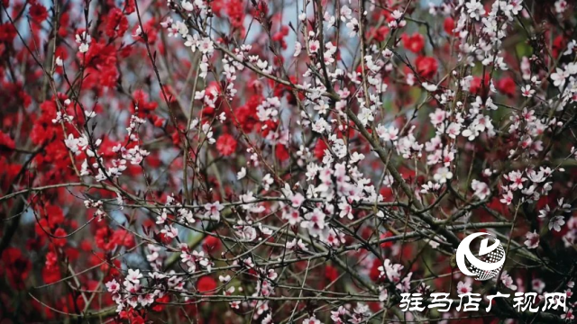 泌陽縣馬谷田鎮(zhèn)郭莊水庫：千樹萬樹桃花梨花開