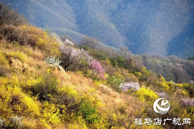 野生連翹花正開 滿山盡是“黃金甲”