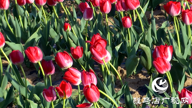 嵖岈山溫泉小鎮(zhèn)郁金香園：美麗花海助力旅游經(jīng)濟(jì)發(fā)展