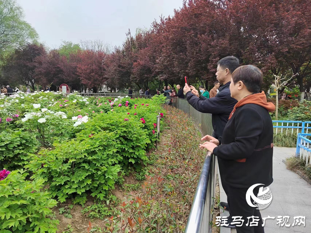 駐馬店南海公園：牡丹次第開(kāi) 國(guó)色綻芳容