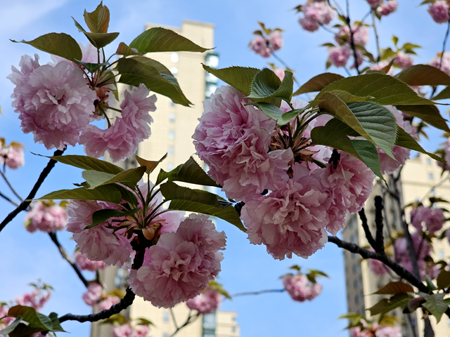 駐馬店開(kāi)源公園：晚櫻盛放醉游人