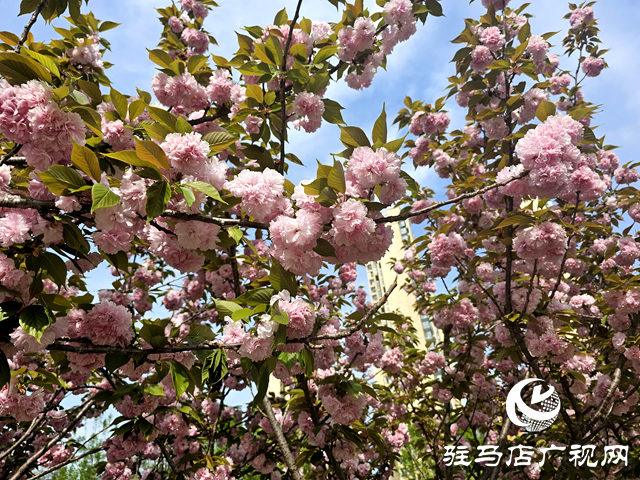 駐馬店開源公園：晚櫻盛放醉游人