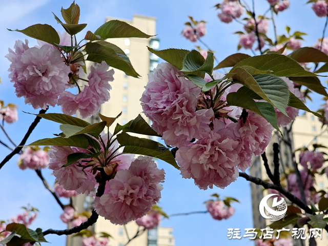 駐馬店開源公園：晚櫻盛放醉游人