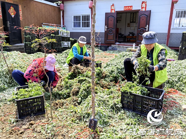 新蔡縣關津鄉(xiāng)：艾草鋪就群眾增收致富路