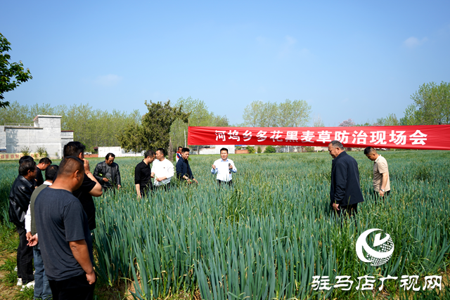 新蔡縣河塢鄉(xiāng)召開多花黑麥草防治理現(xiàn)場會