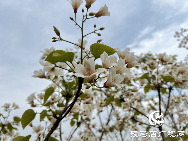 驛城區(qū)板橋鎮(zhèn)：油桐花開(kāi) 邂逅滿樹(shù)浪漫