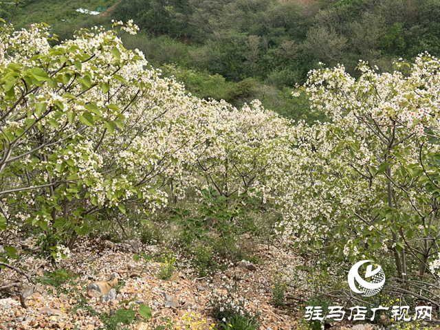 驛城區(qū)板橋鎮(zhèn)：油桐花開(kāi) 邂逅滿樹(shù)浪漫