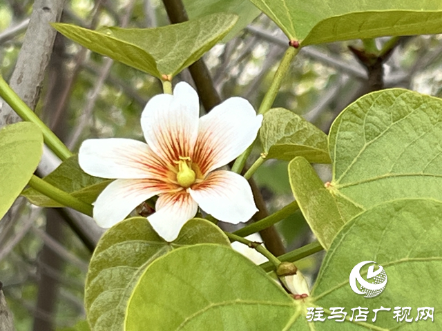 驛城區(qū)板橋鎮(zhèn)：油桐花開(kāi) 邂逅滿樹(shù)浪漫