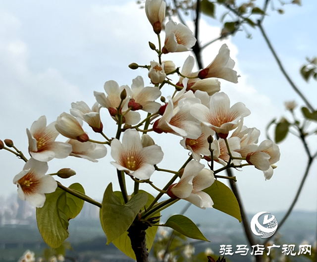 驛城區(qū)板橋鎮(zhèn)：油桐花開 邂逅滿樹浪漫