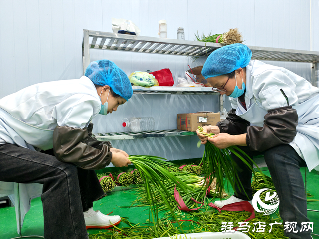 平輿縣李屯鎮(zhèn)李屯村：純手工牛肉水餃捏成致富“金元寶”