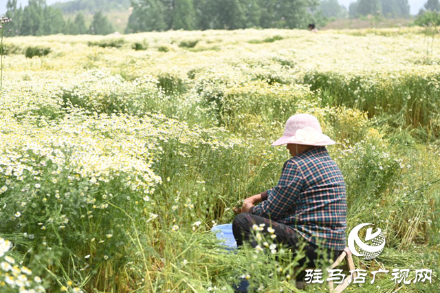 泌陽縣王店鎮(zhèn)：發(fā)展芳香產(chǎn)業(yè) 助力鄉(xiāng)村振興