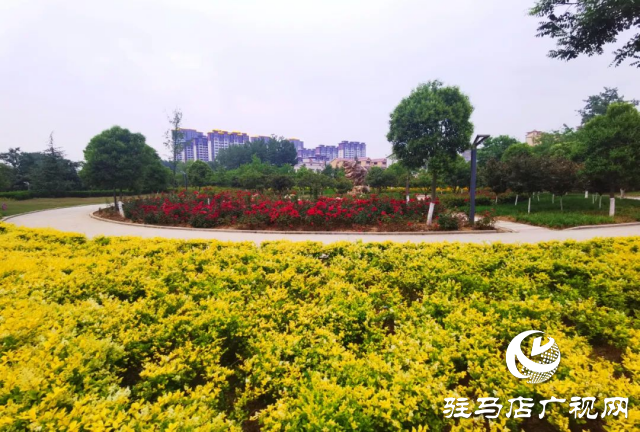 泌陽各公園黃金菊怒放 點(diǎn)亮城市風(fēng)景線