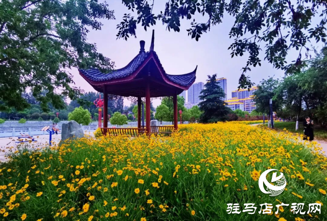 泌陽各公園黃金菊怒放 點(diǎn)亮城市風(fēng)景線