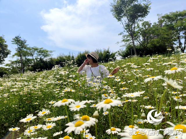 驛城區(qū)練江河畔：大濱菊盛放 吸引市民觀賞打卡