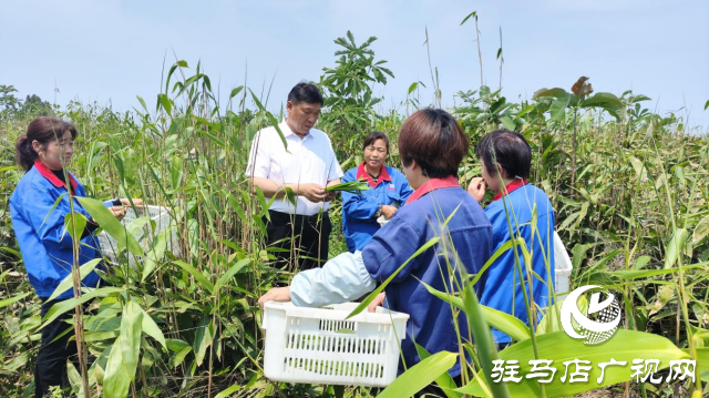 河南省勞動模范占全領：推動產(chǎn)業(yè)發(fā)展 帶動群眾增收