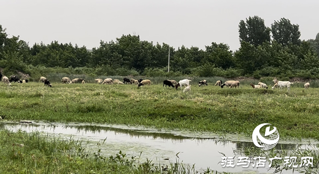 驛城區(qū)蟻蜂鎮(zhèn)：芳草茵茵彌翠色 小溪潺潺波光鱗