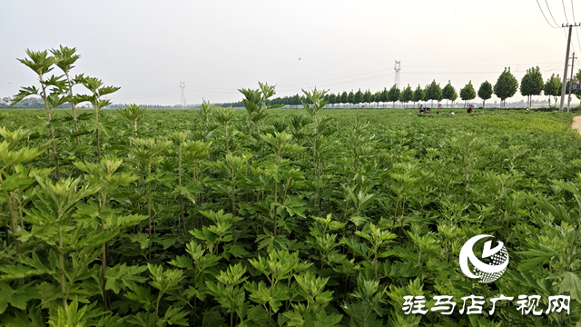 泌陽縣黃山口鄉(xiāng)：打好生態(tài)牌 藥材變藥財