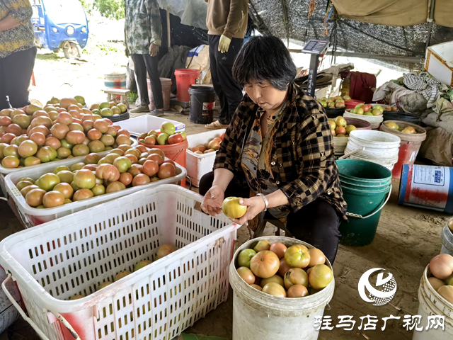 新蔡縣頓崗鄉(xiāng)楊寨村：特色番茄種植助農(nóng)增收