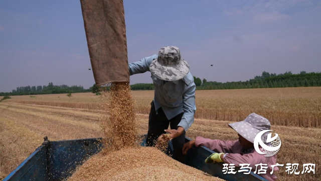 汝南縣：小麥豐收喜開鐮