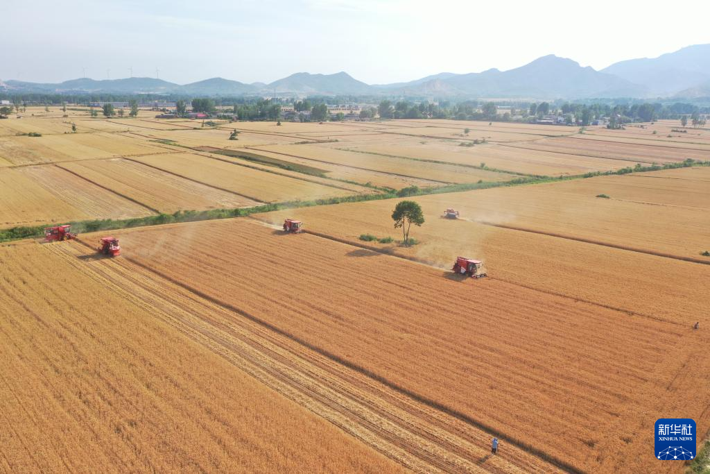 河南山東等地小麥陸續(xù)開鐮收割