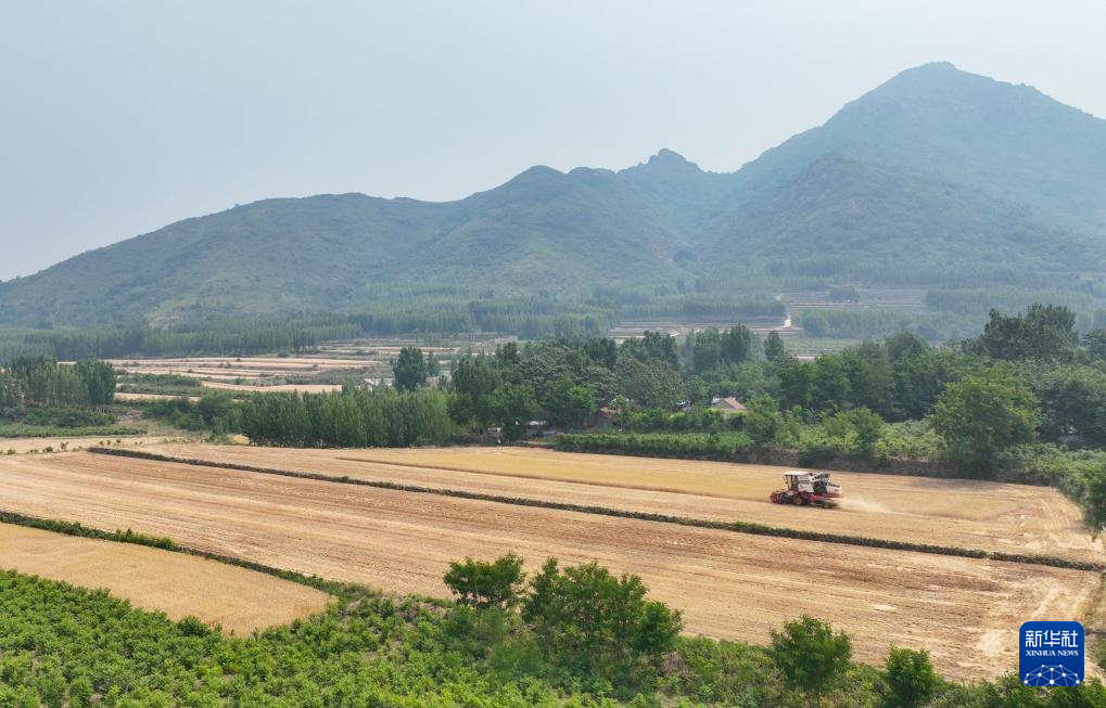 河南山東等地小麥陸續(xù)開鐮收割