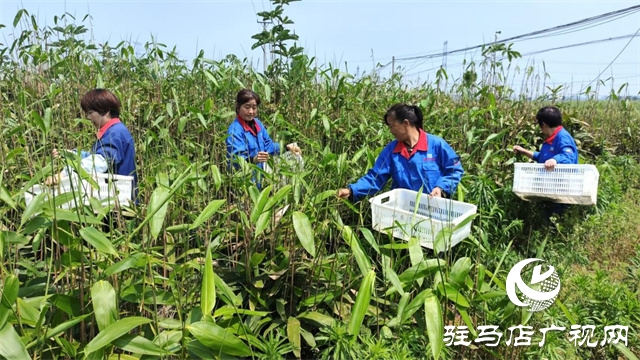 遂平：領(lǐng)鑫小粽葉 鋪就群眾致富路